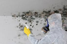 Best Mold Damage Restoration  in Morrisville, NY